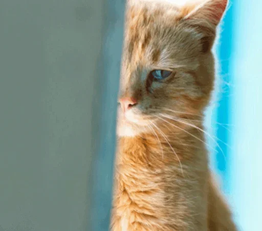 Стикер Cats and Dogs