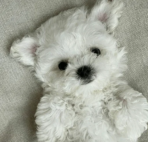 Стикер Cats and Dogs