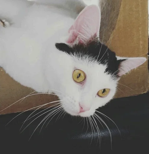 Стикер Cats and Dogs