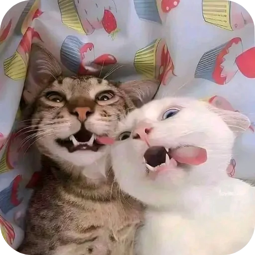 Стикер Cats