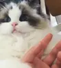 Стикер Cats Time