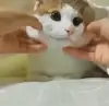 Стикер Cats Time