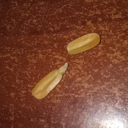 Стикер Слава семочному союзу