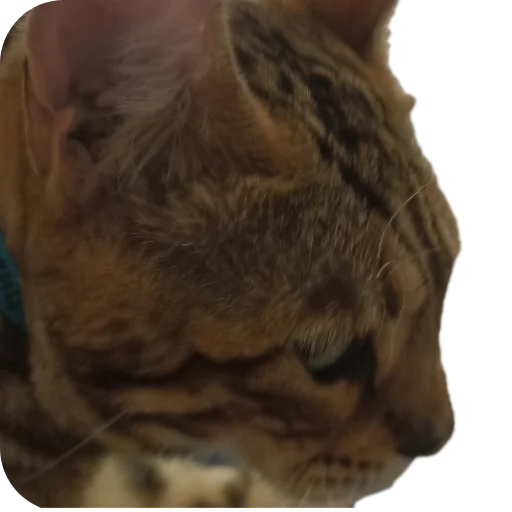 Стикер Цезарь