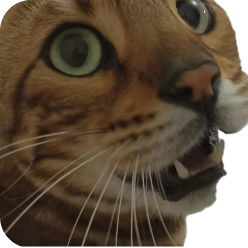 Стикер Цезарь