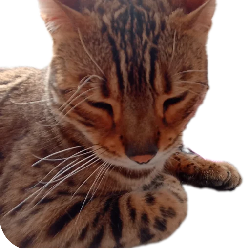 Стикер Цезарь