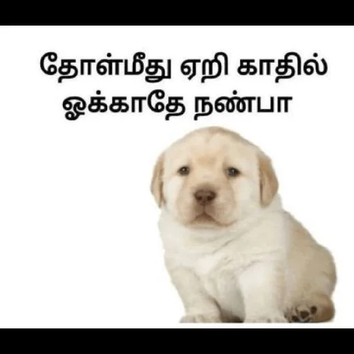 Стикер Cheemsda