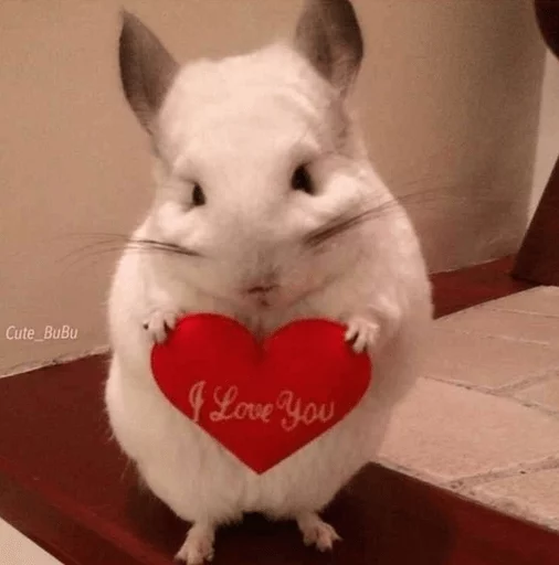 Стикер Cool Chinchilla