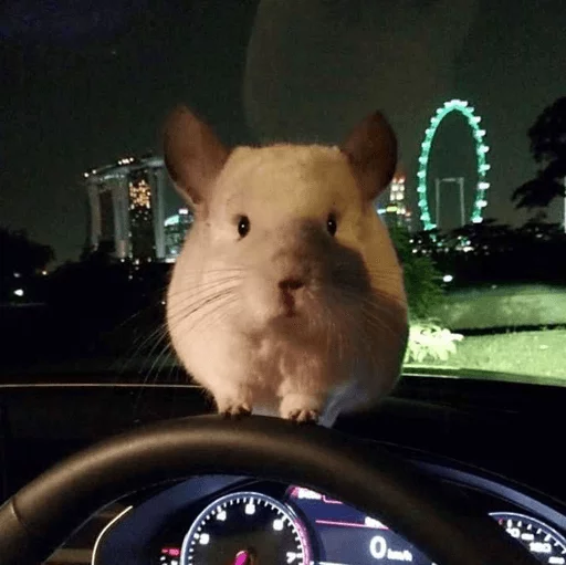 Стикер Cool Chinchilla