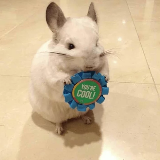 Стикер Cool Chinchilla