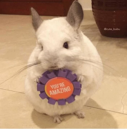 Стикер Cool Chinchilla