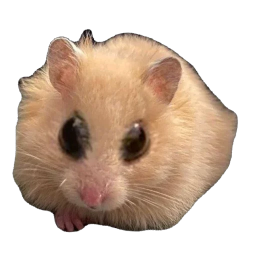 Стикер Хомяк Личи