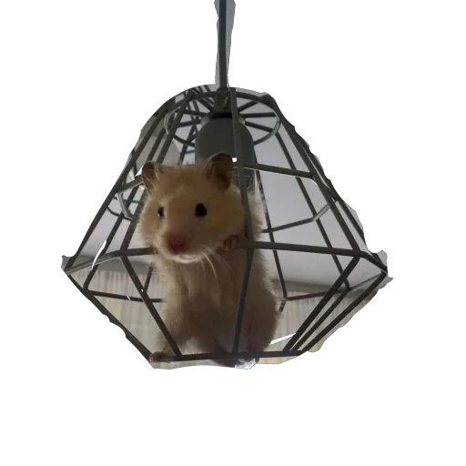 Стикер Хомяк Личи