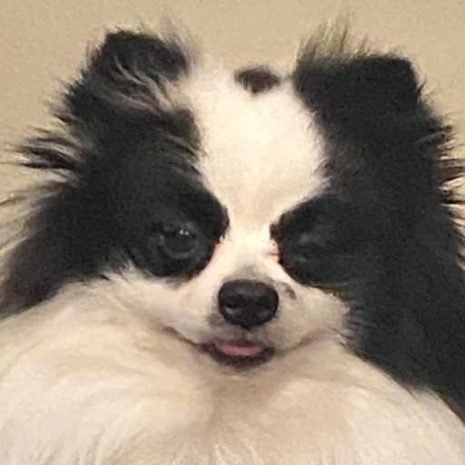 Стикер Chupa 🖤🤍🖤