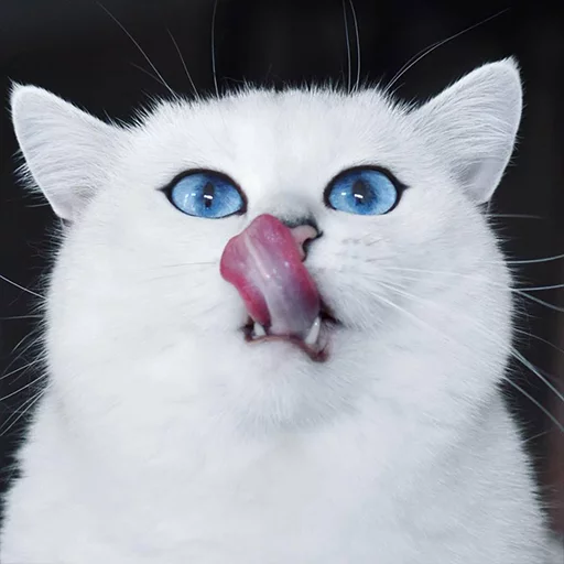 Стикер Coby The Cat