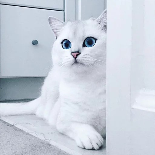 Стикер Coby The Cat