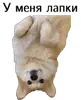 Стикер Corgi Cheetos