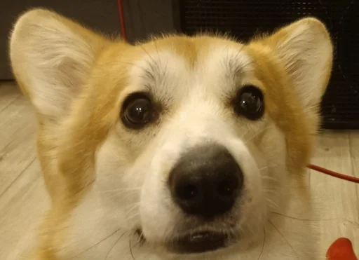 Стикер Рыжие глупости