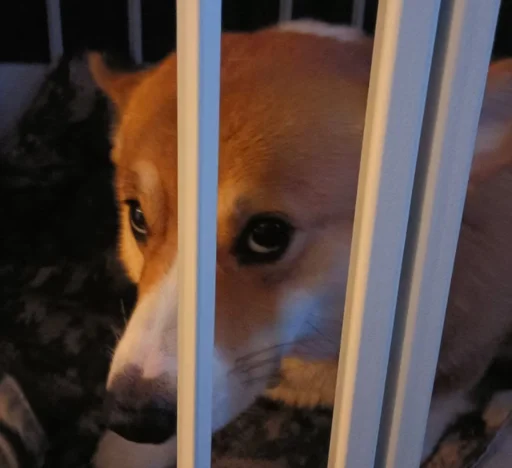 Стикер Рыжие глупости