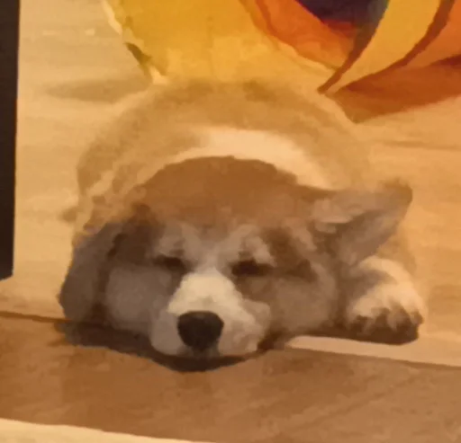 Стикер Рыжие глупости