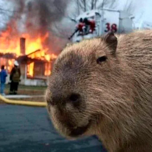 Стикер Capybara's world