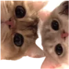 Эмодзи cute cats