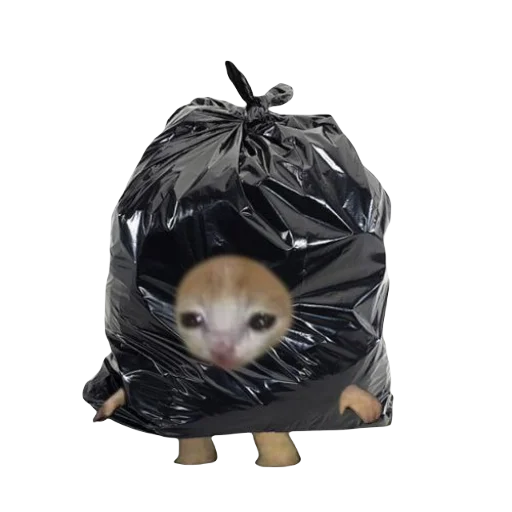 Стикер Catzzz!