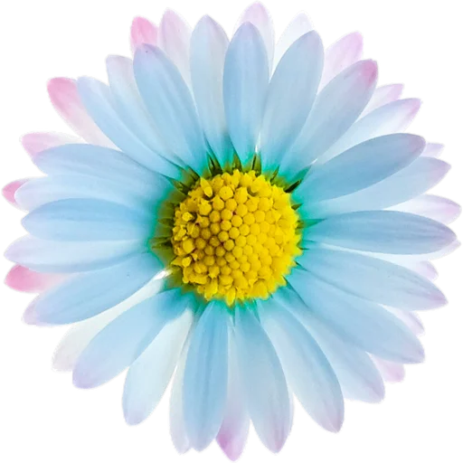 Стикер Милые цветы