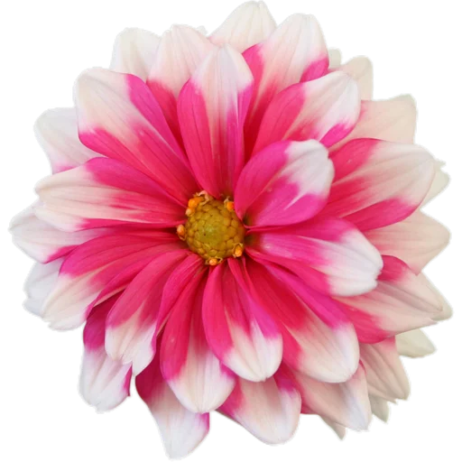 Стикер Милые цветы