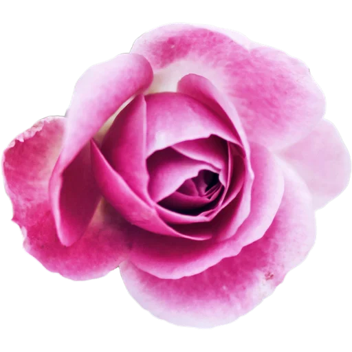 Стикер Милые цветы