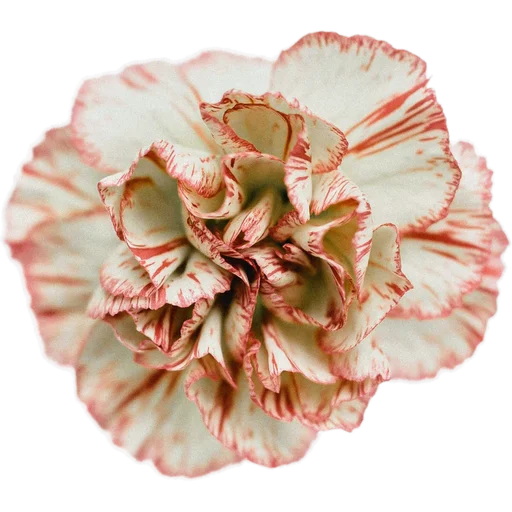 Стикер Милые цветы