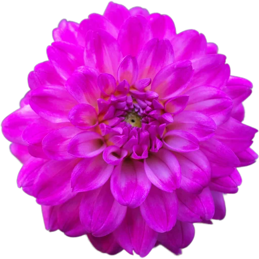 Стикер Милые цветы