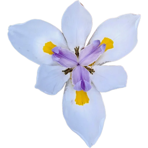 Стикер Милые цветы