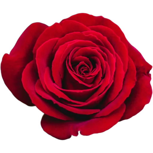 Стикер Милые цветы