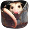 Стикер Cute Opossum