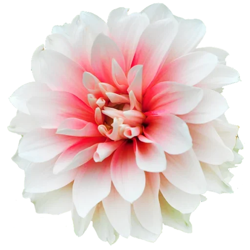 Стикер Flowers for you