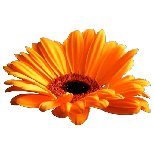 Стикер Flowers for you