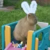 Эмодзи Capybaras / капибары