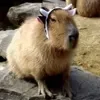 Эмодзи Capybaras / капибары