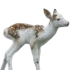 Эмодзи Deers
