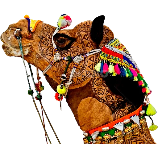 Стикер Camels ਬੋਤੇ