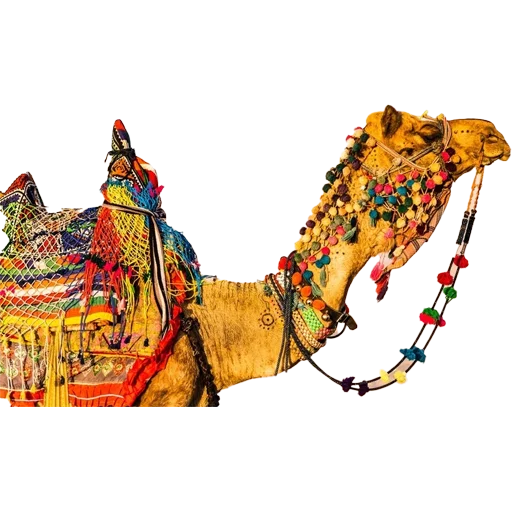 Стикер Camels ਬੋਤੇ