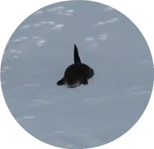 Стикер Devilovee