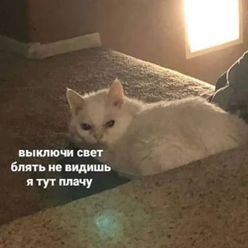 Стикер Кот
