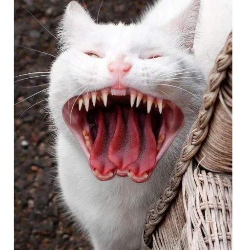 Стикер 2мб ярости