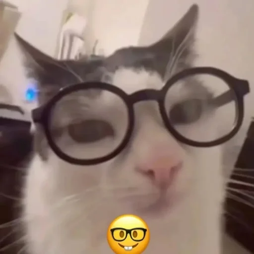 Стикер Котики