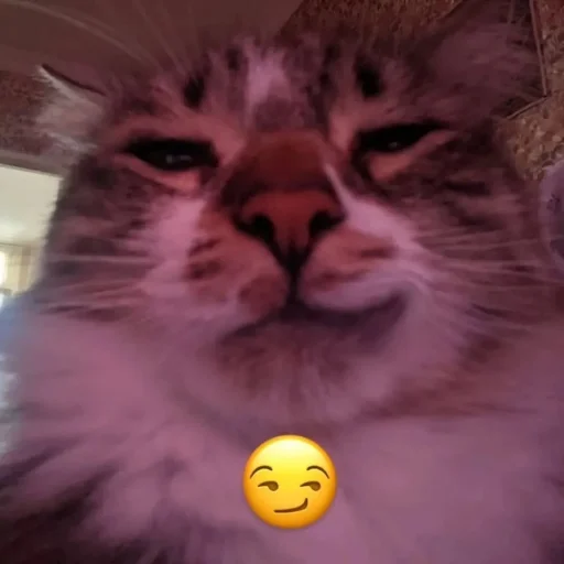 Стикер Котики
