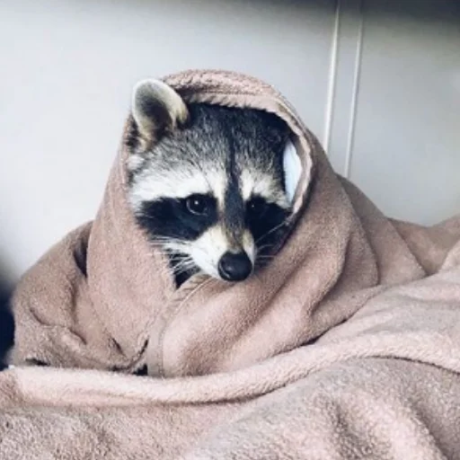 Стикер Енотики