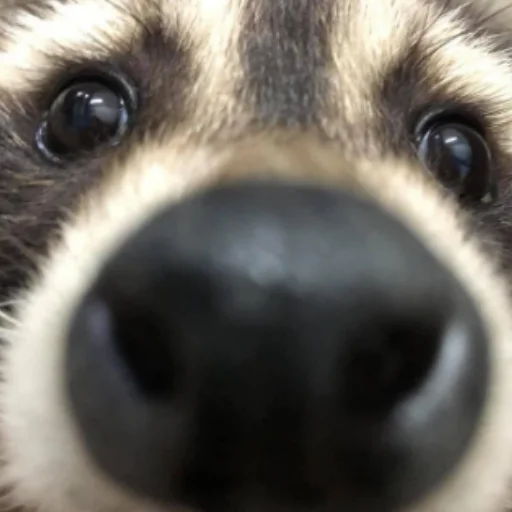 Стикер Енотики