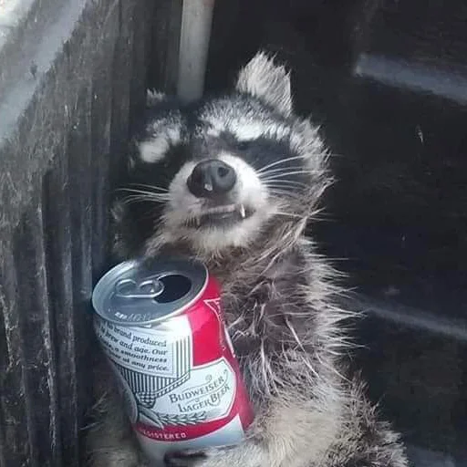 Стикер Еноты